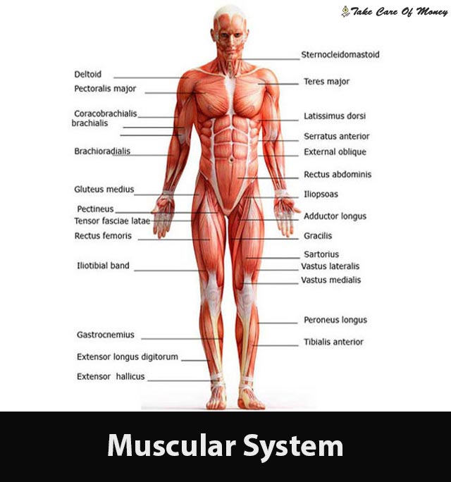 muscular-system